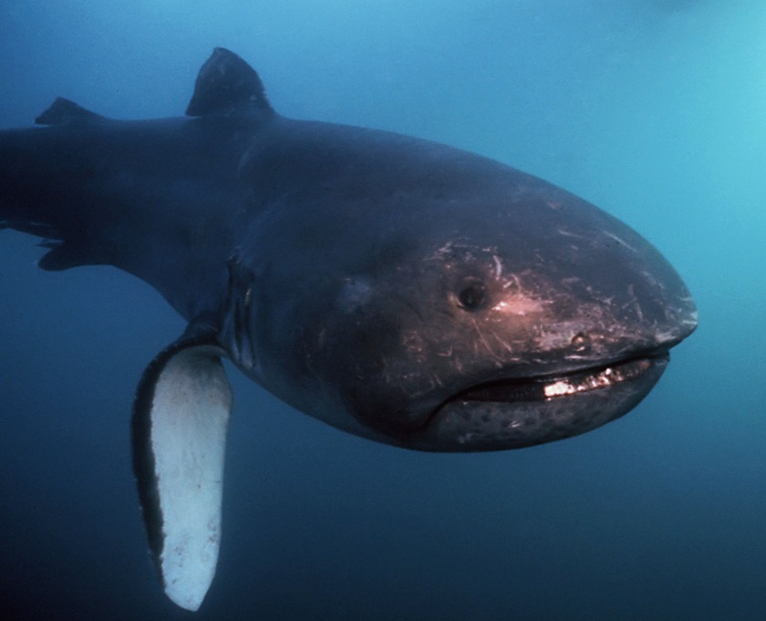 большеротая акула фото 