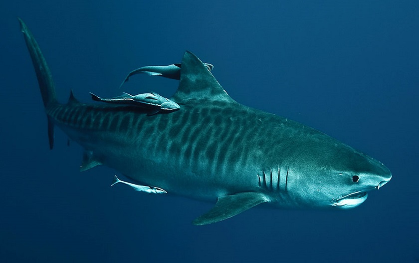 тигровая акула фото 