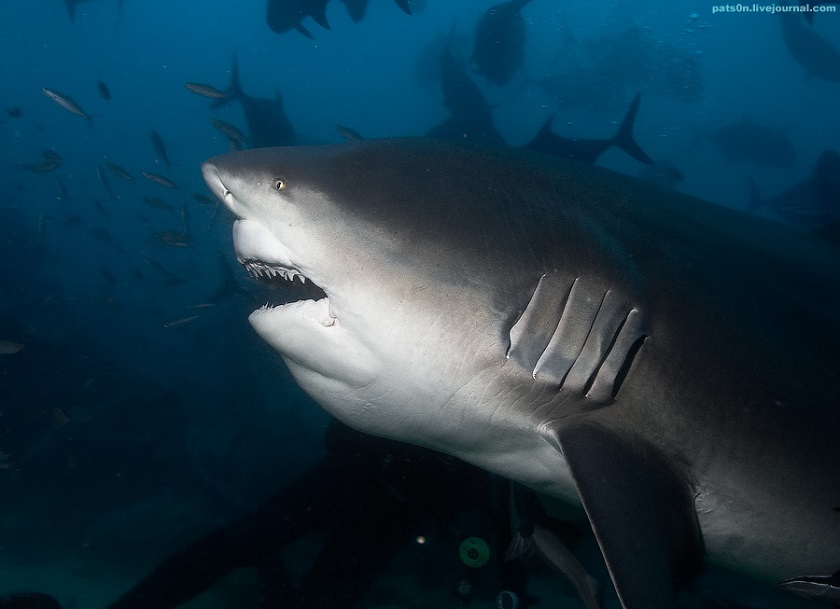тупорылая акула фото 