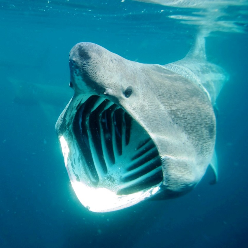 гигантская акула фото 