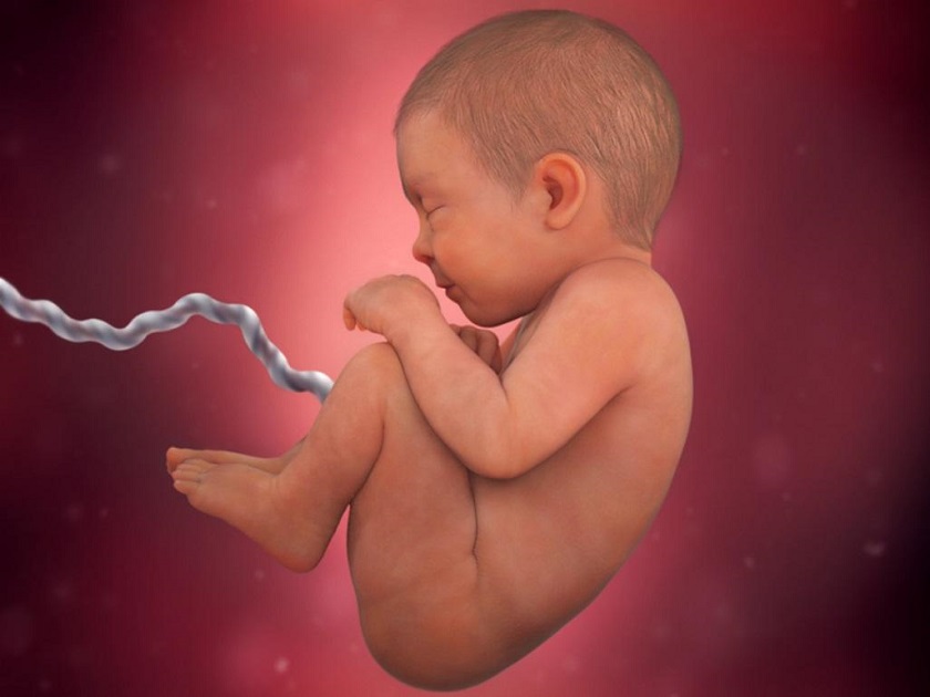 развитие эмбриона 40 неделя фото