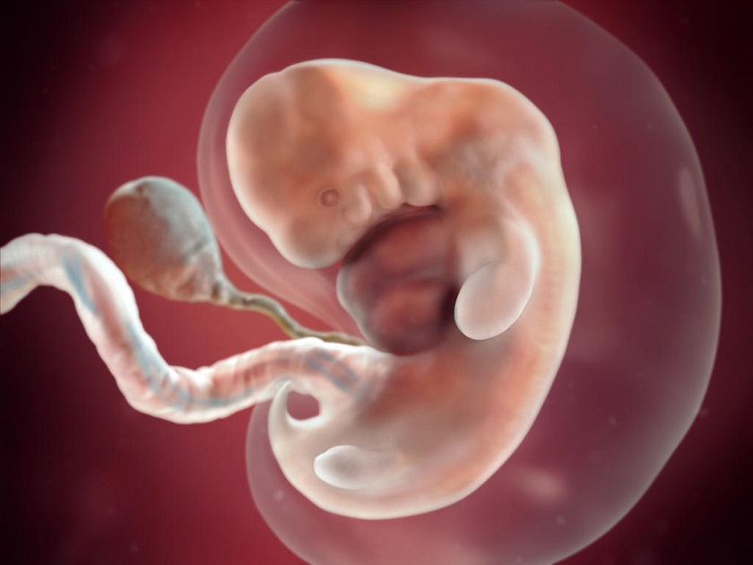 развитие эмбриона 5 неделя фото