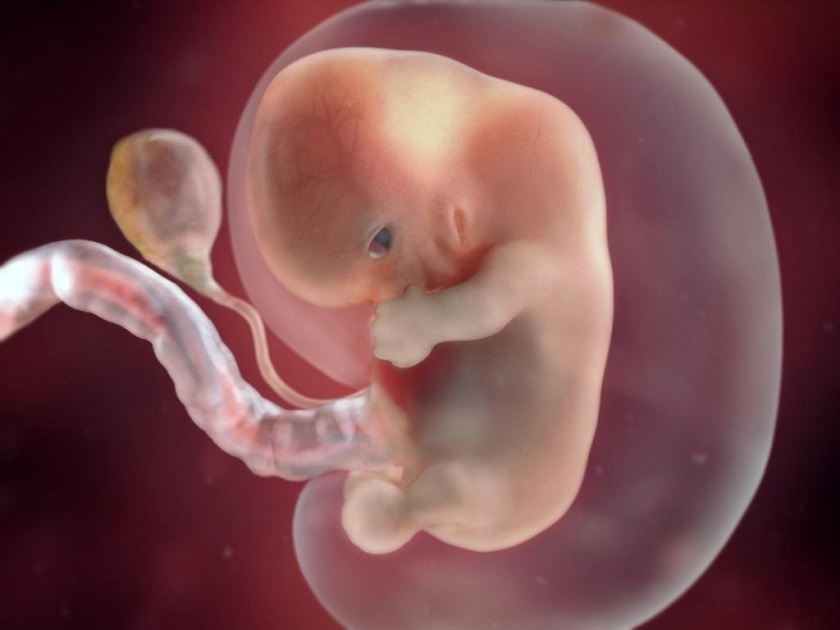 развитие эмбриона 8 неделя фото