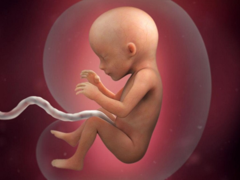 развитие эмбриона 16 неделя фото