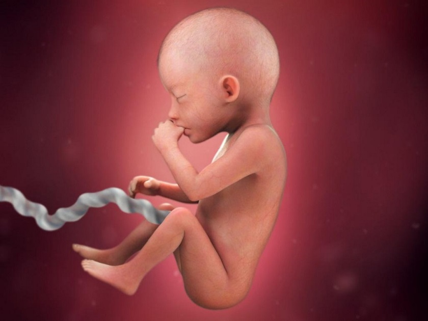 развитие эмбриона 20 неделя фото