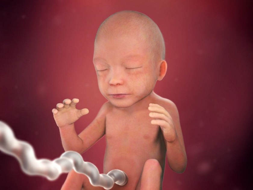 развитие эмбриона 21 неделя фото