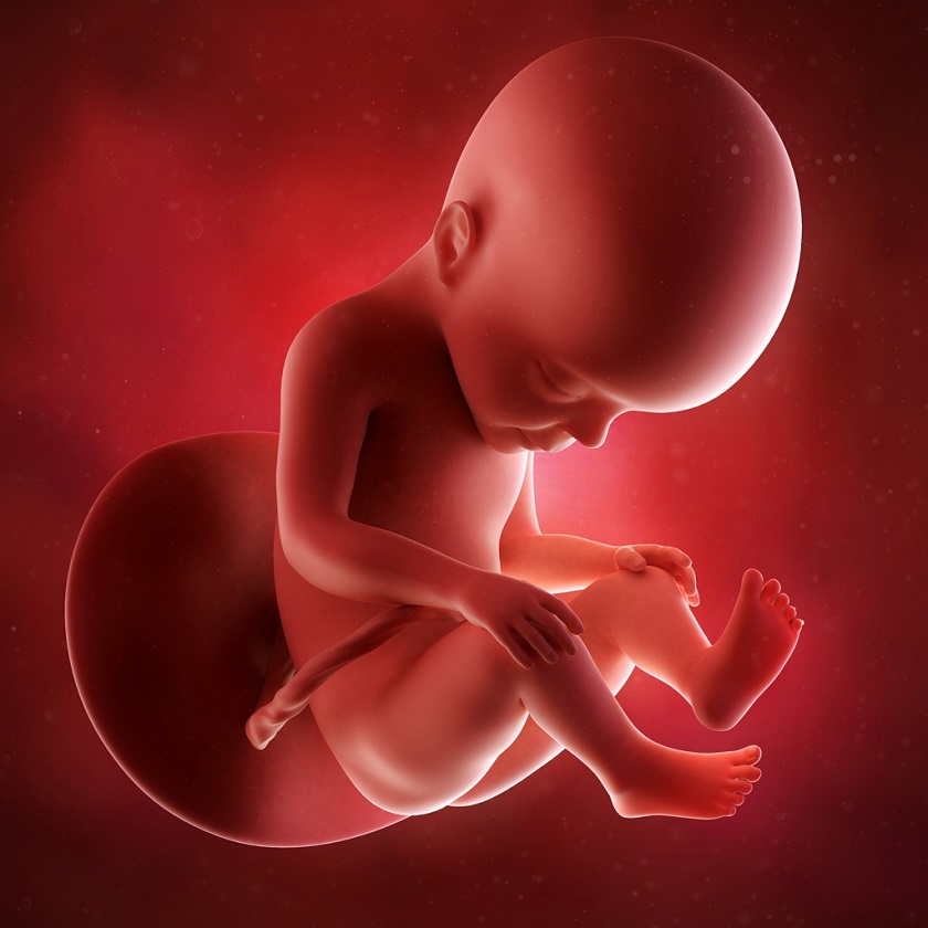 развитие эмбриона 28 неделя фото