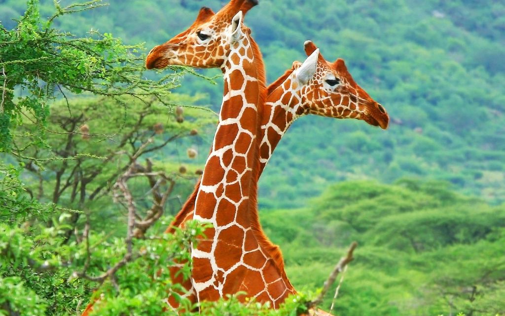 Жирафы фото