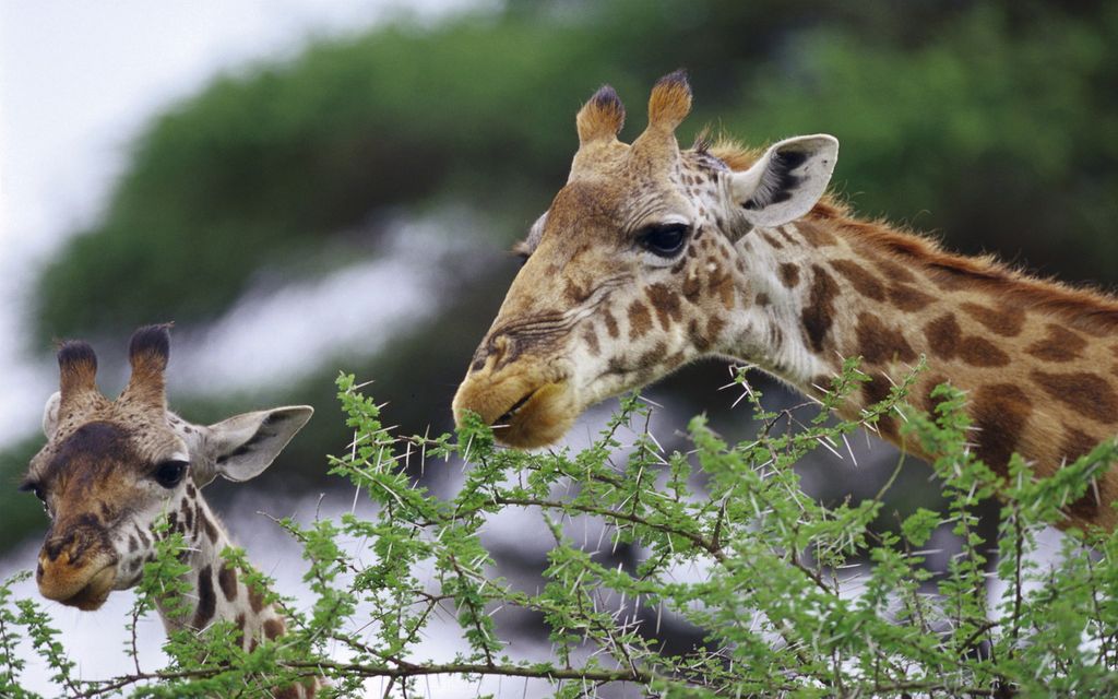 Жирафы фото картинки