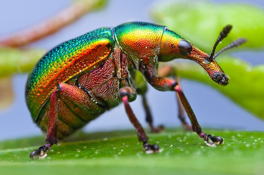 красивое фото жука