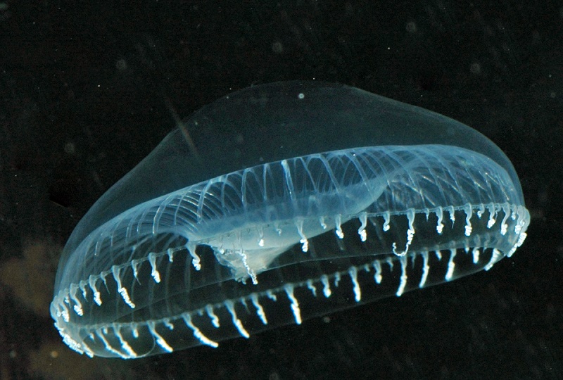Медуза jellyfish