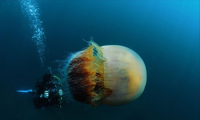 Медуза jellyfish самая большая фото