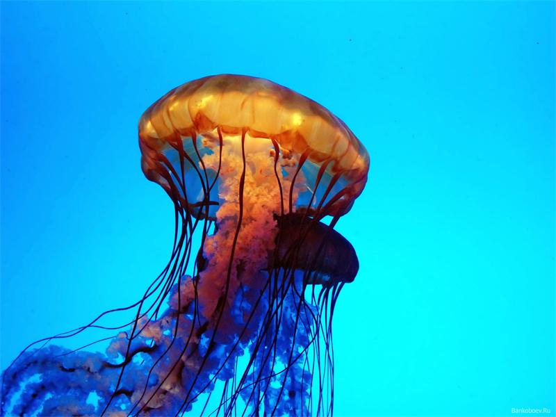 Картинки Медуза jellyfish