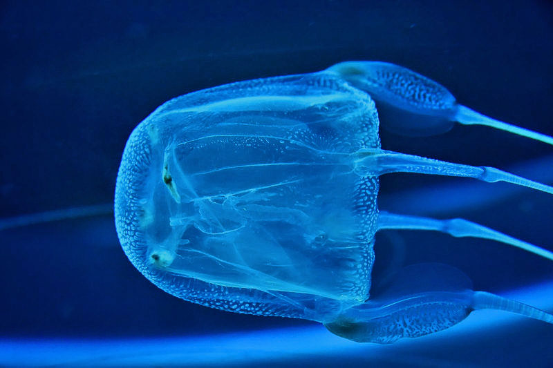 Картинка Медуза jellyfish
