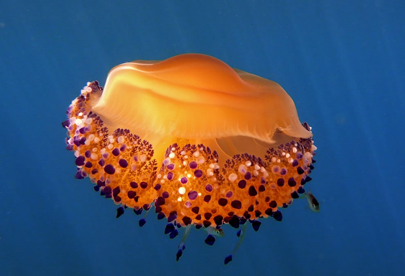 Медуза jellyfish картинки