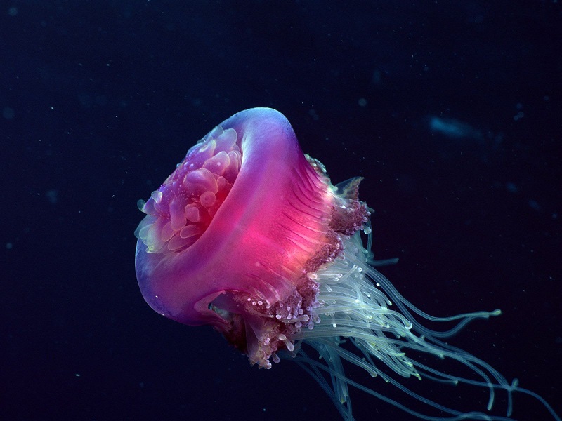 Медуза jellyfish фотографии