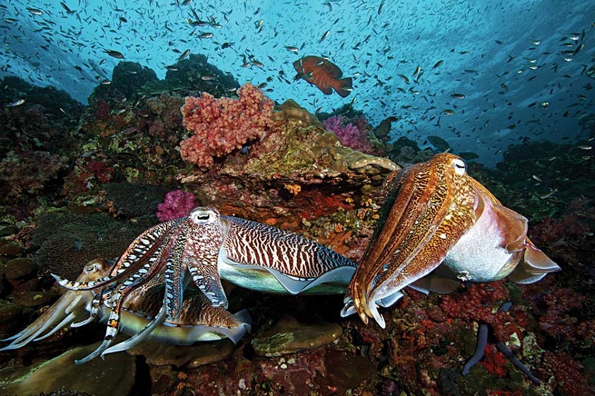 каракатица моллюск фото