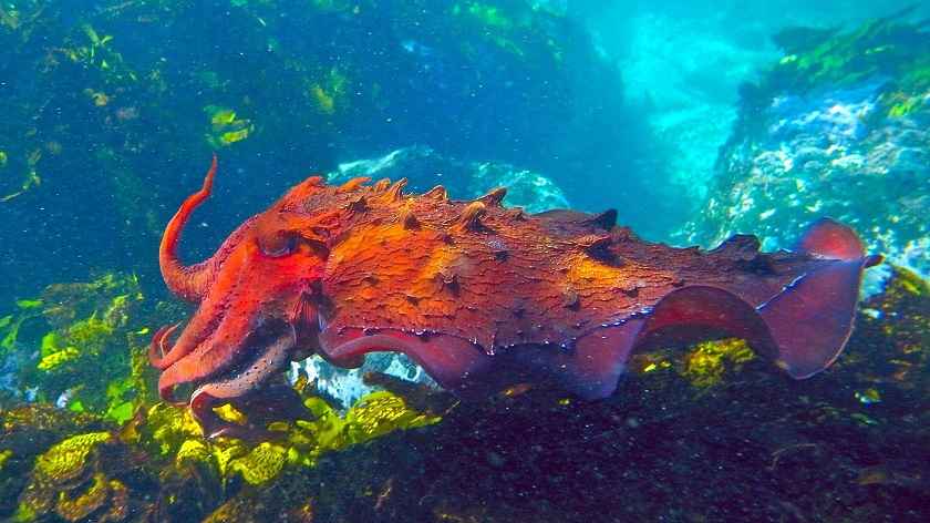 фото гигантская каракатица