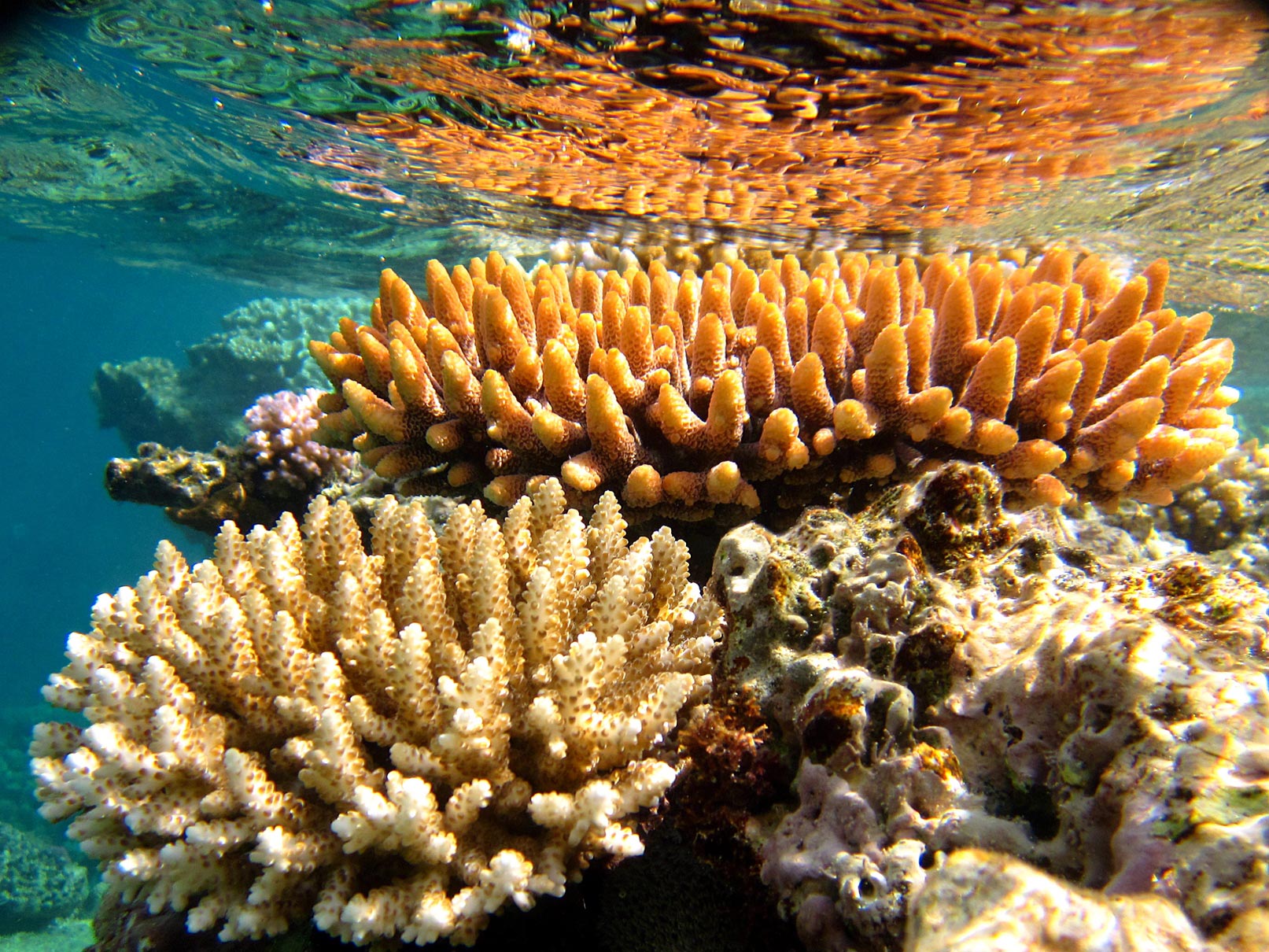 кораллы фотография