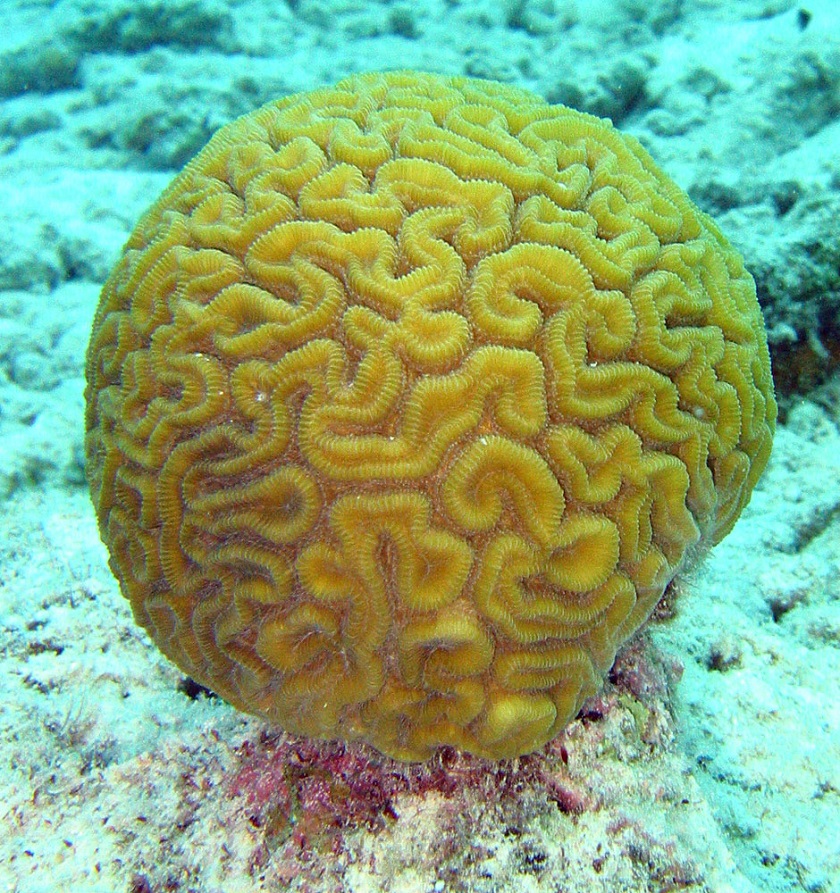 картинка коралла