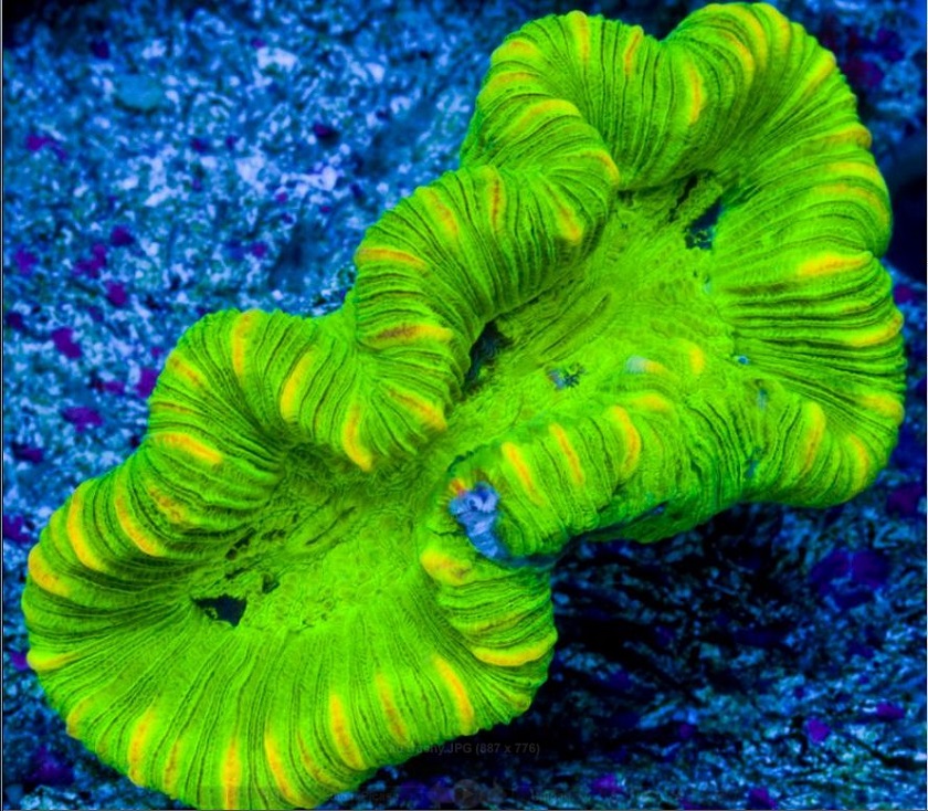 Коралл картинка
