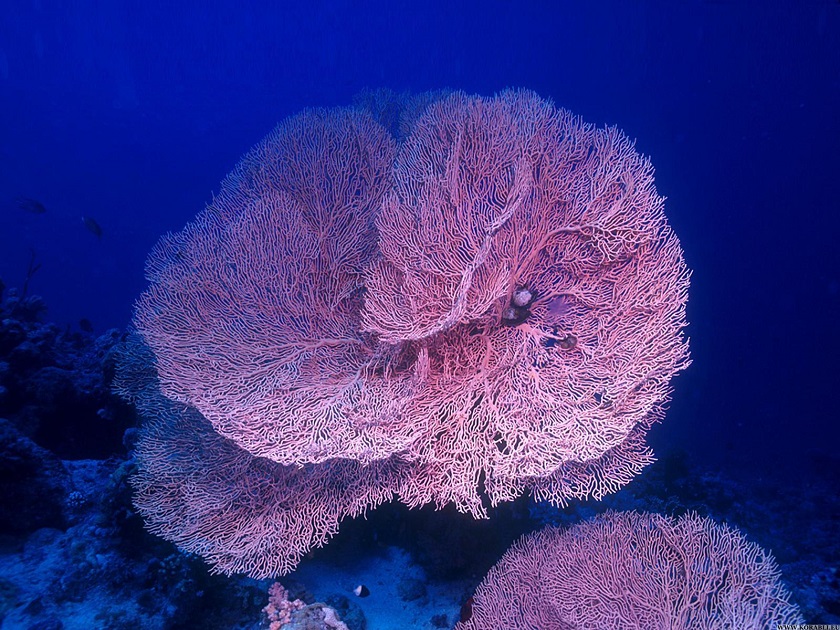 коралловые полипы фото