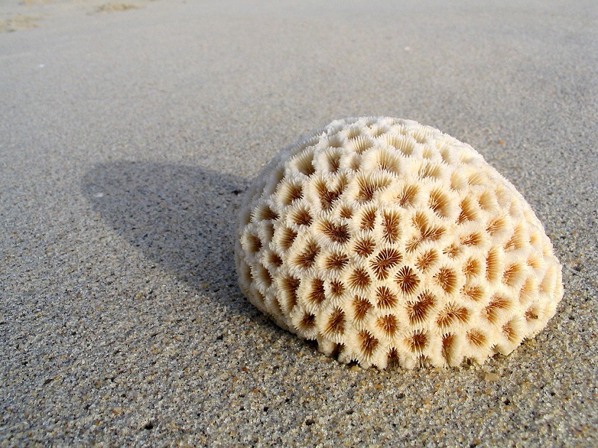 морские кораллы фото