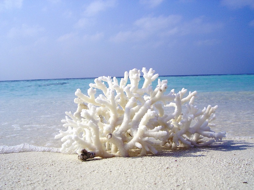 Фото морских кораллов