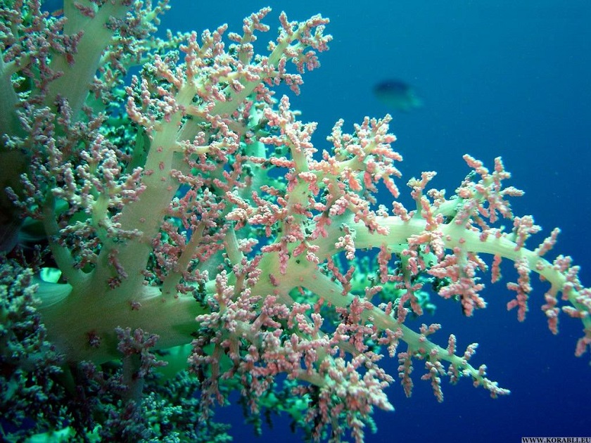коралловый риф фото