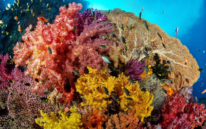 коралловые рифы фото