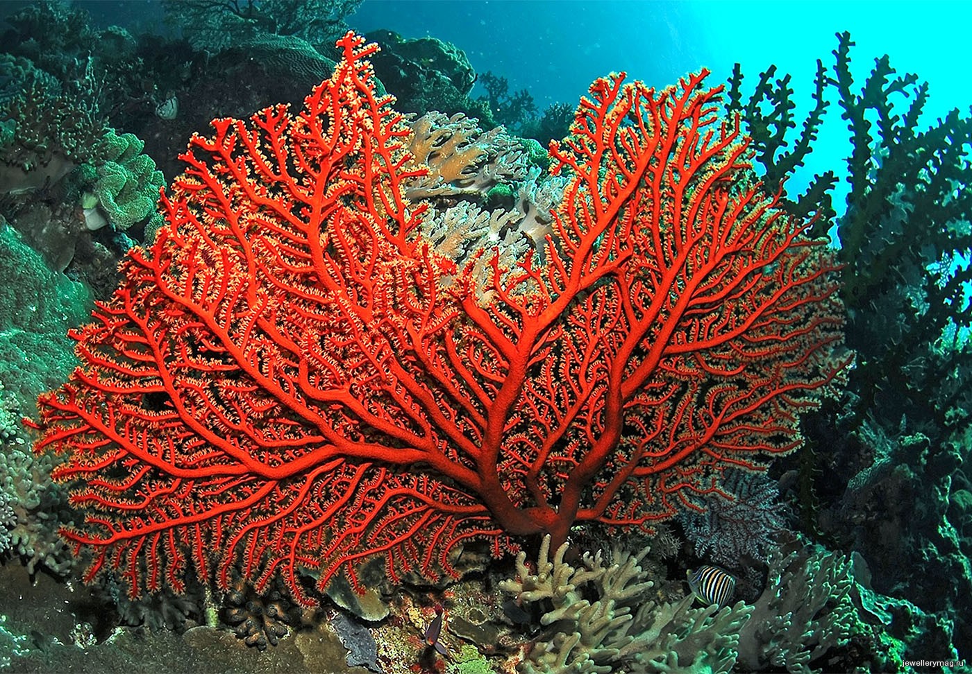 Кораллы фотография