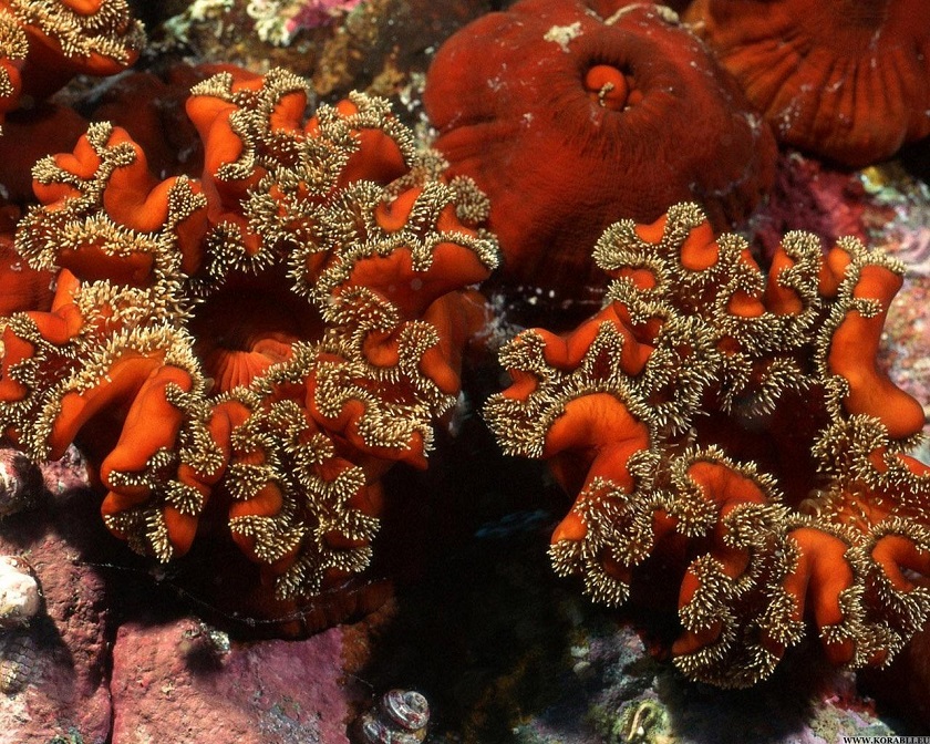 Фотография коралла