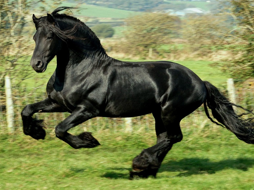 красивое фото лошади