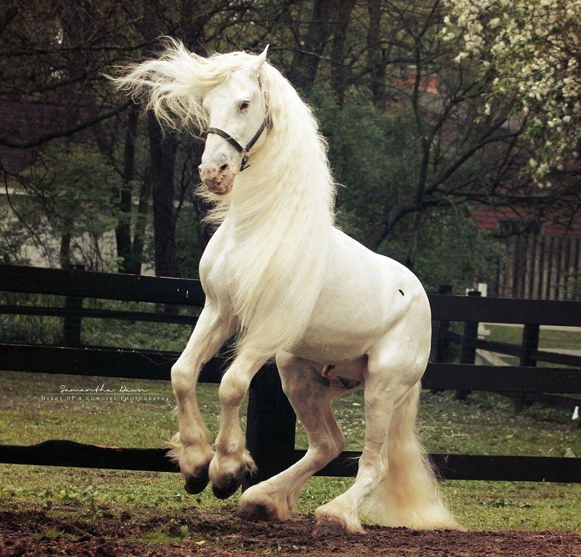 красивая лошадь фото