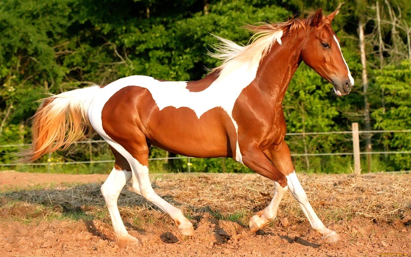 красивое фото лошадки