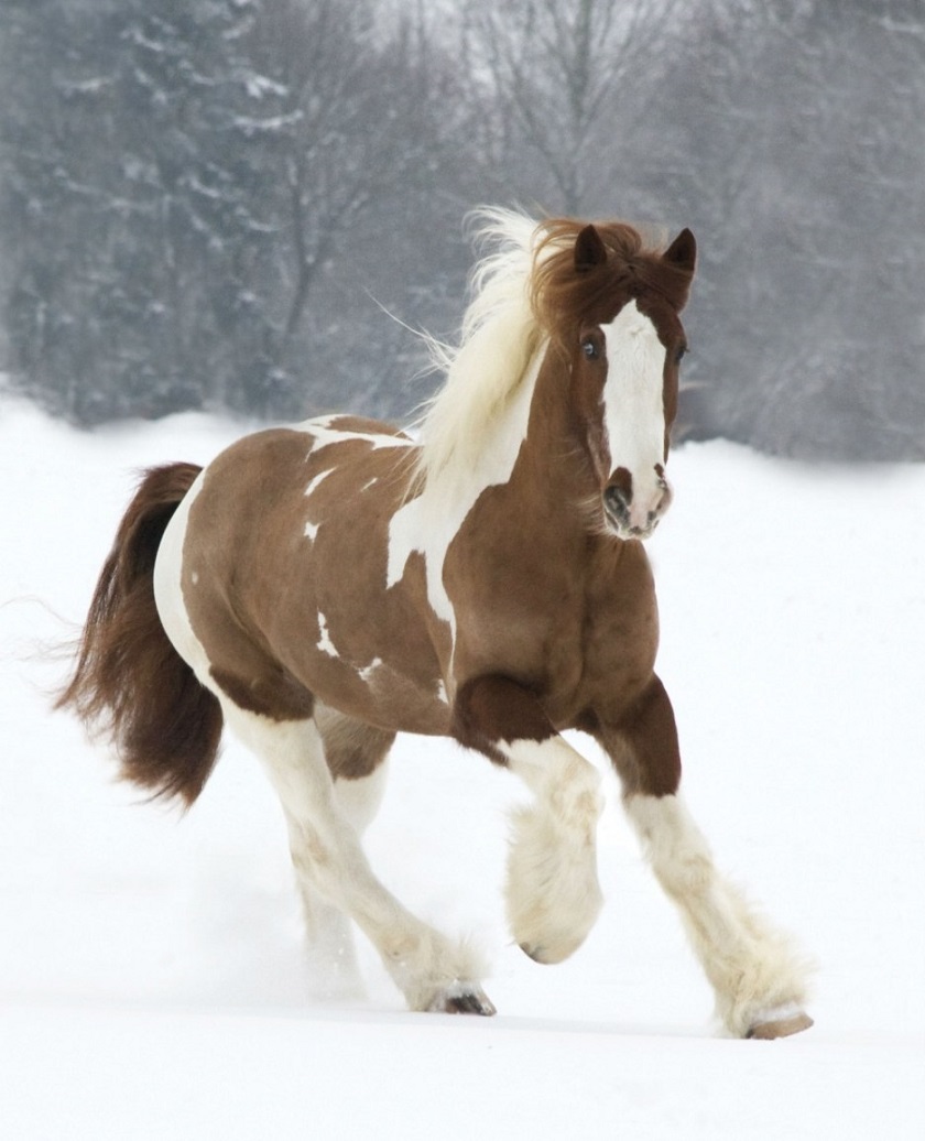 красивое фото коня