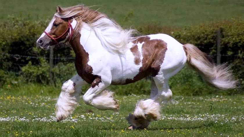 картинка красивой лошади