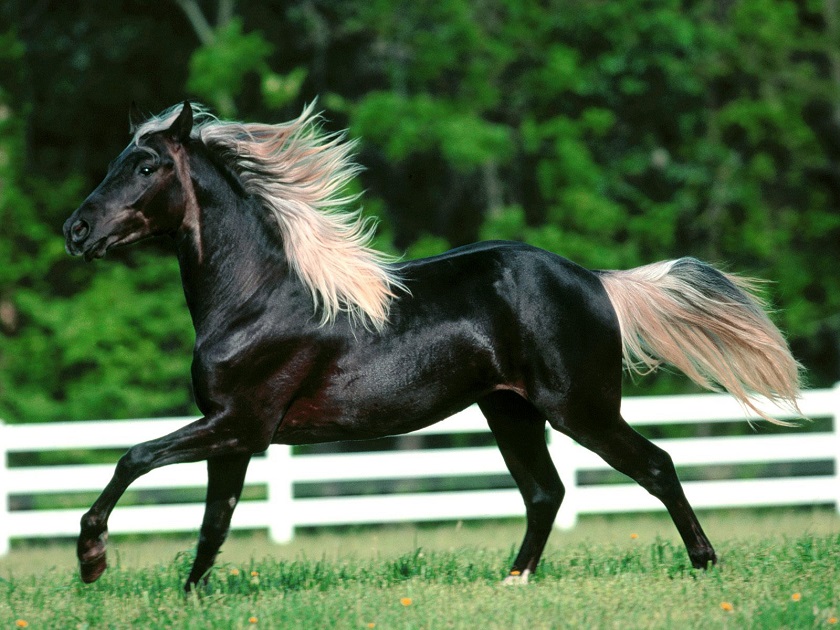 красивая лошадь картинка