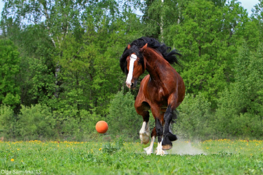 красивая лошадь фотография
