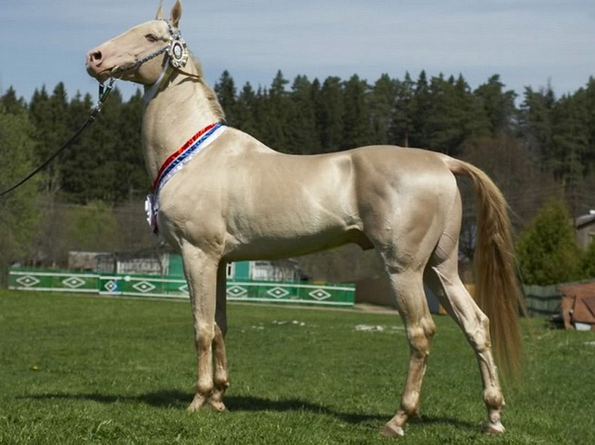 прекрасная лошадь фото