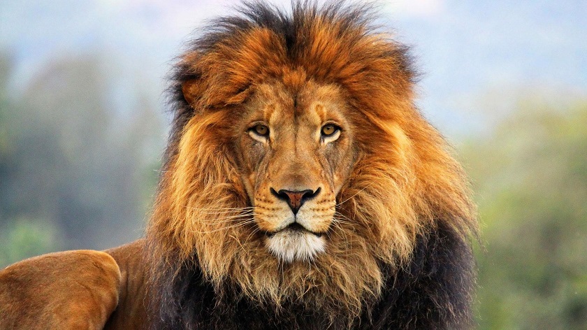  фото льва