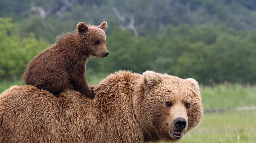 красивое фото медведя