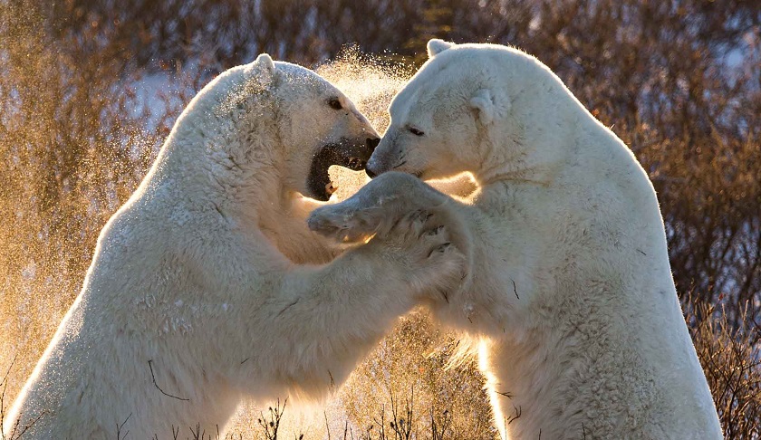 красивое фото медведя