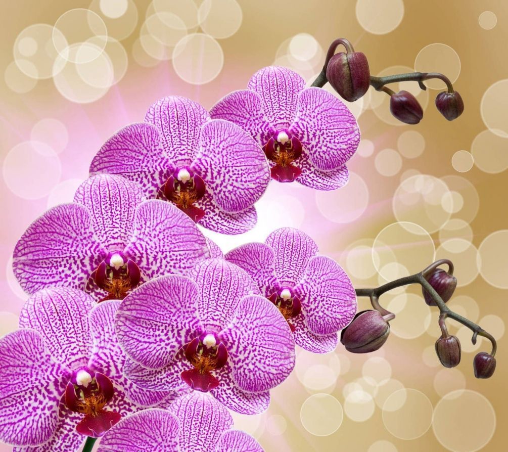 фото орхидеи