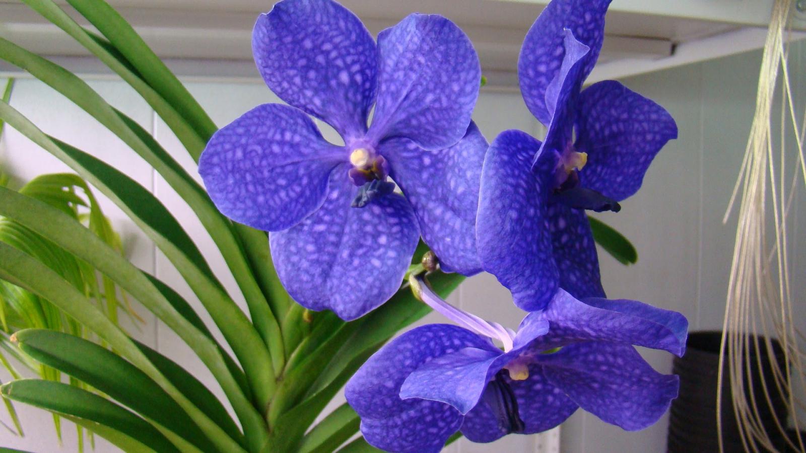 орхидеи фотография