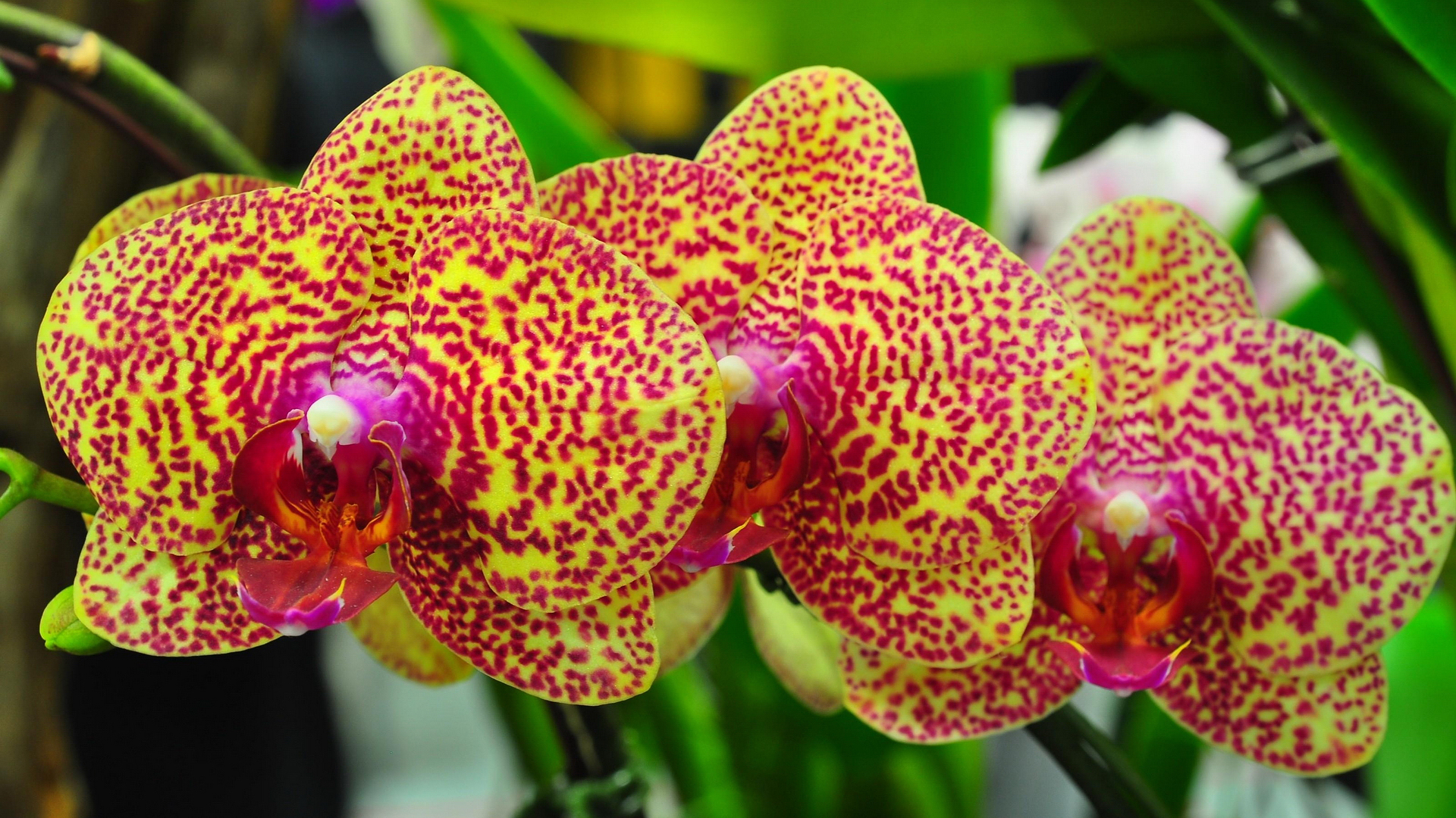 орхидеи снимок