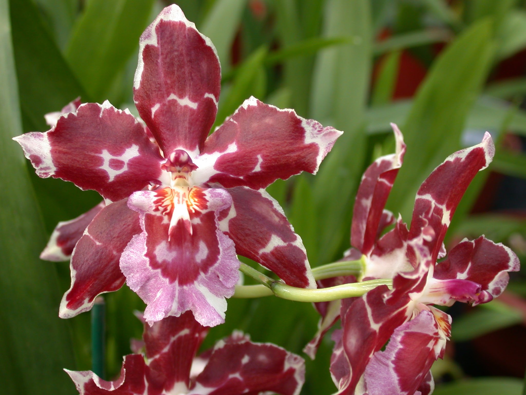 фотография орхидей