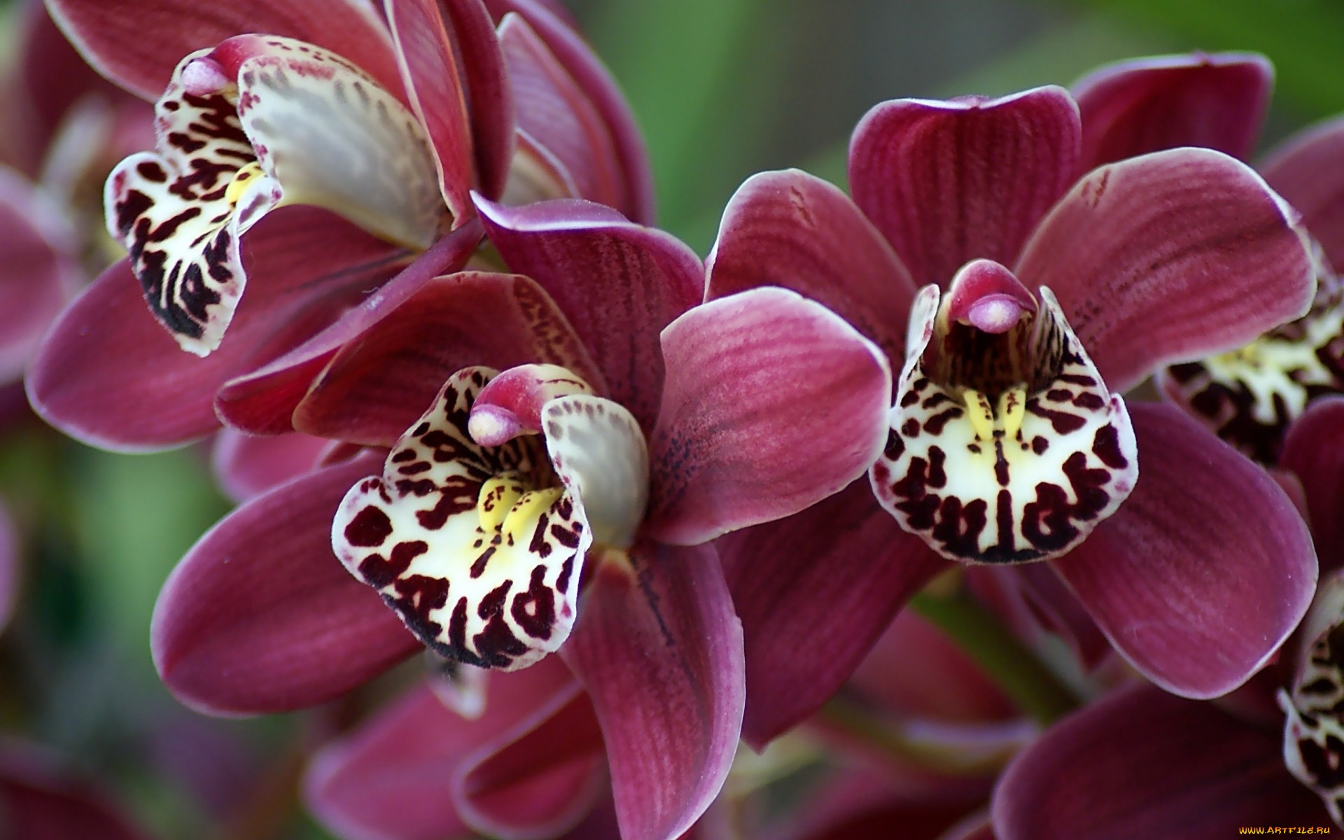 орхидея фото