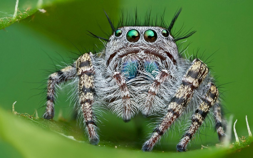красивая фотография паука