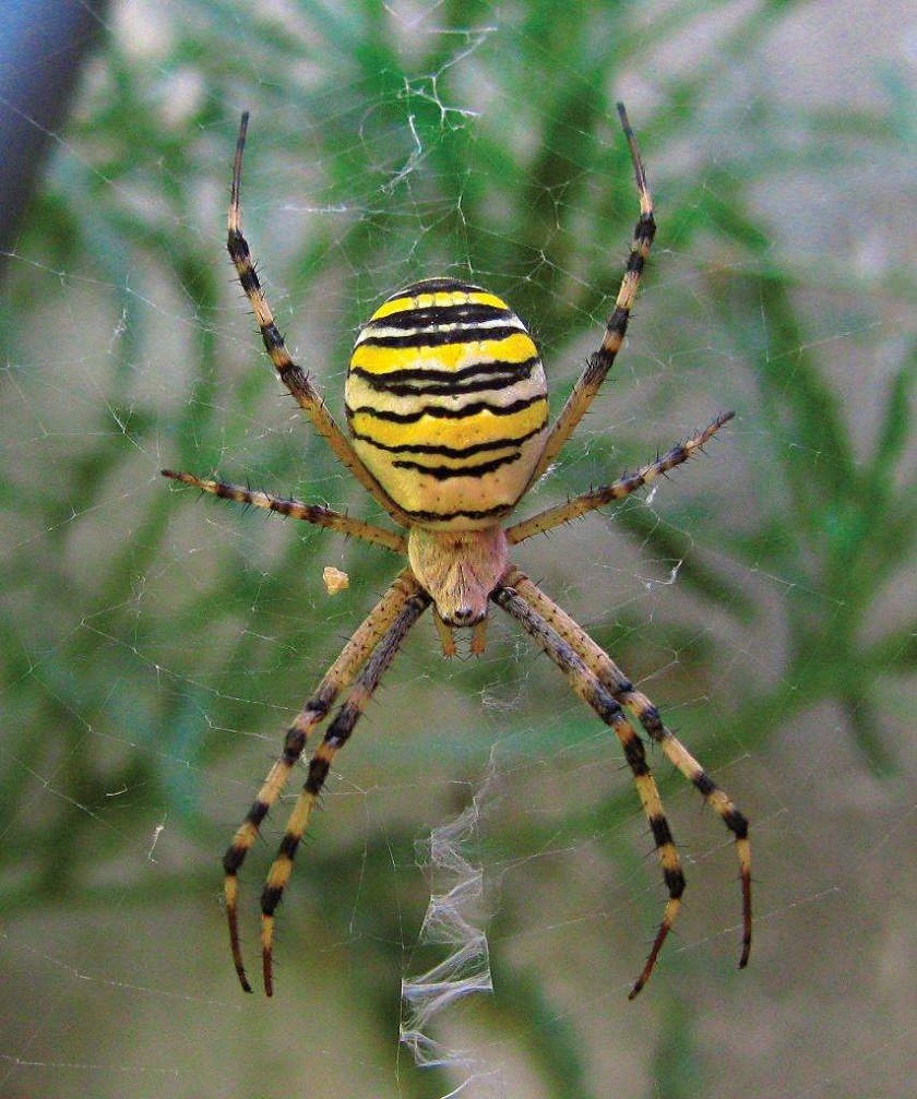 красивое фото паука